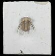 Bargain, Kettneraspis Trilobite - Oklahoma #50974-1
